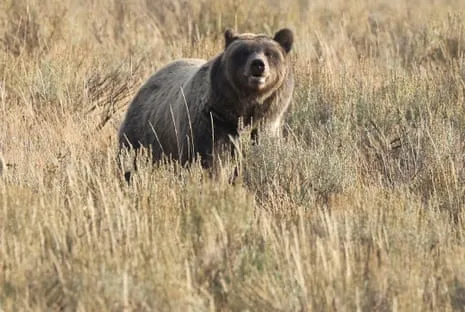 Hiker Attacked by Bear in Wilderness Area Air Lifted to Trauma Center