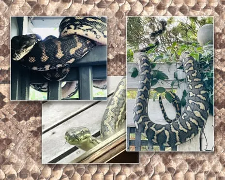 Welcoming my Reptiles in the Overhead Space: A Transformation from Fear to Respect